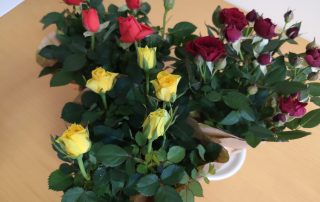 Hospiz Salzgitter - Foto Rosen