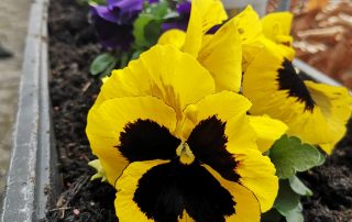 Hospiz Salzgitter - Pflanzaktion 2023