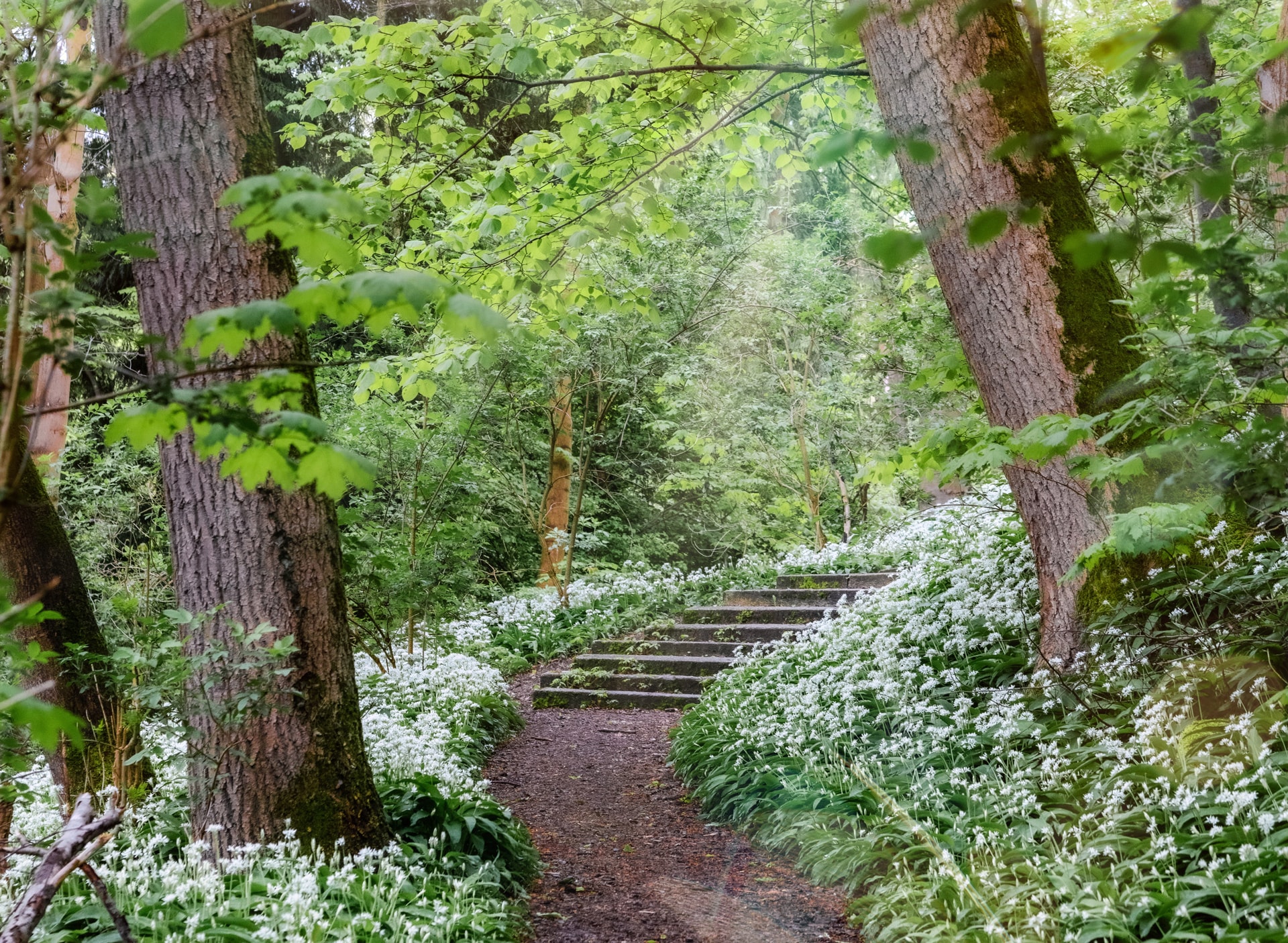 Wald mit Weg und Treppen