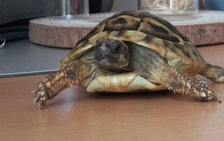 Hospiz Salzgitter - Schildkröte