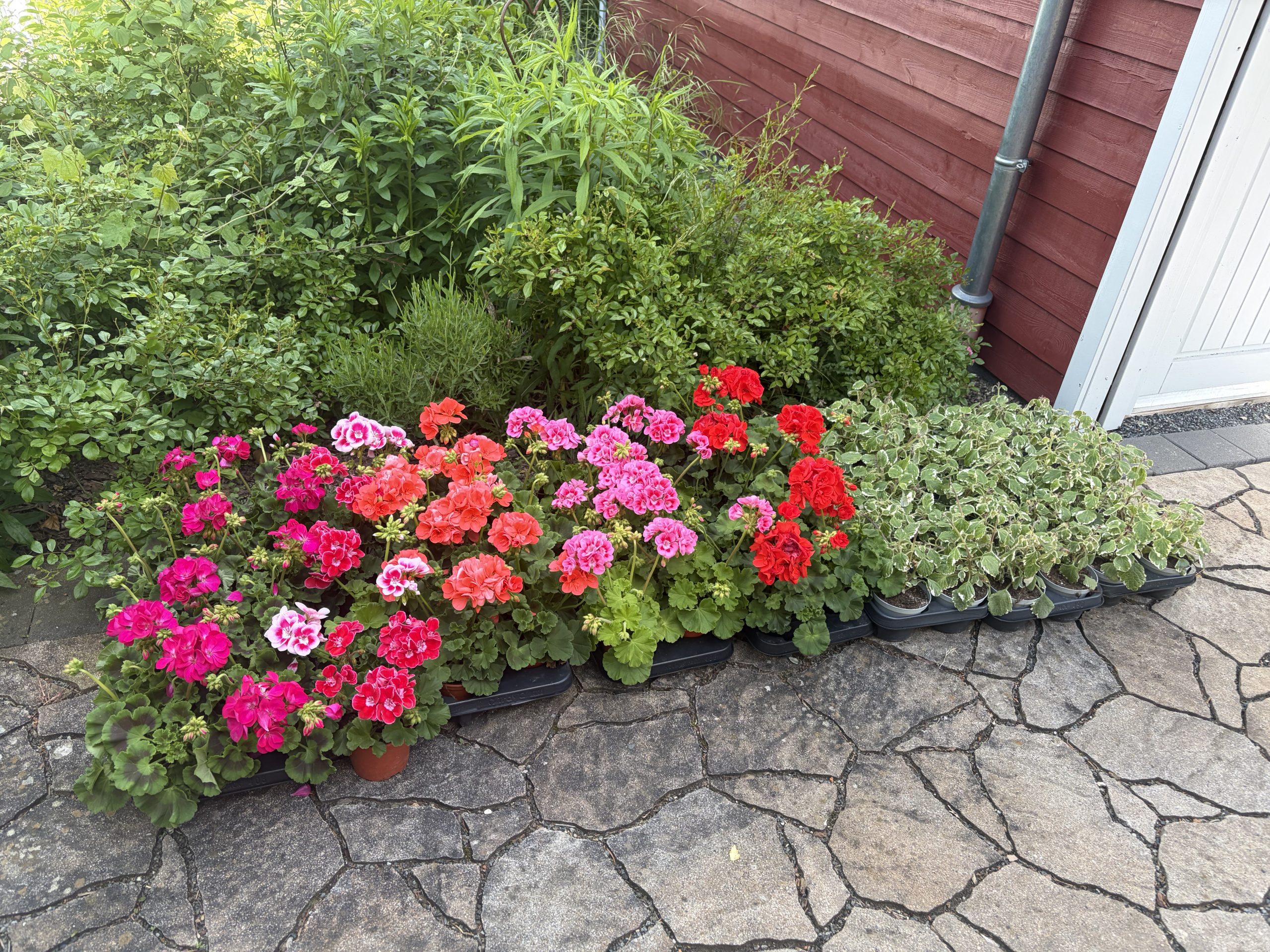 Geranien und Weihrauch stehen am Gartenhaus Geranien und Weihrauch stehen am Gartenhaus